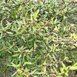 Leptospermum laevigatum Likasa