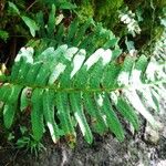 Polypodium interjectum ഇല