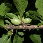 Randia aculeata Fruit