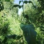 Rumex cristatus Leaf