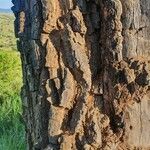 Zanthoxylum chalybeum Bark