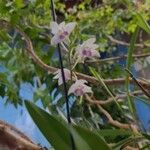 Dendrobium kingianumFlors