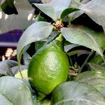 Citrus limon फल