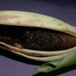 Philodendron rothschuhianum Fruto