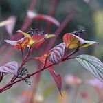 Cornus sericea 整株植物