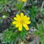 Euryops pectinatusÕis