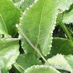 Senecio doronicum Leaf