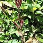 Salvia coccinea Habitatea