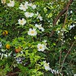 Rosa laevigata Flower