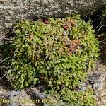 Limonium lambinonii Habit