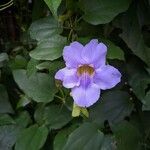 Thunbergia grandifloraКветка