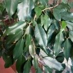 Ficus benjamina 葉