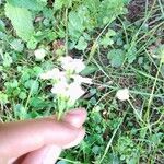 Cardamine pratensisBlomst