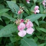 Impatiens glanduliferaফুল