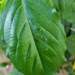 Combretum indicum পাতা