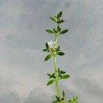 Dentella repens Plante entière