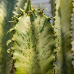 Euphorbia ingens List