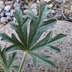 Sphaeralcea coccinea Leaf