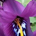 Iris reticulata Kvet