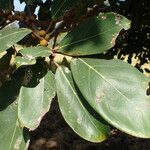 Ficus lutea Folha