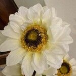 Lobivia bridgesii Floare