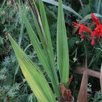 Crocosmia paniculata برگ