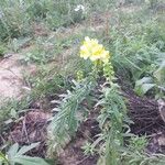 Linaria vulgaris Цветок