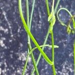 Wahlenbergia marginata Blad