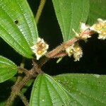 Conostegia bracteata Blatt