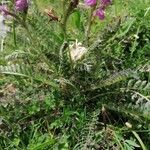 Pedicularis gyroflexa Leaf