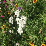 Achillea millefoliumFlor