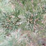 Juniperus chinensis Blad