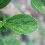 Hibiscus boryanus Blad