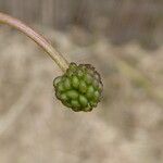 Ranunculus aquatilis ഫലം