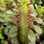 Euphorbia trigona Leaf