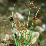 Juncus capitatus Annet