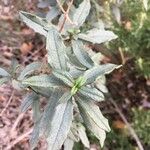 Cistus laurifolius Frunză