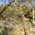 Prosopis glandulosa Leaf