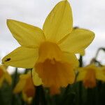 Narcissus pseudonarcissus 花