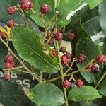 Zanthoxylum rhoifolium 果實