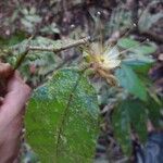 Hirtella physophora Flor
