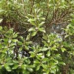 Elaeocarpus alaternoides 葉
