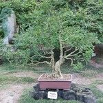 Buxus sinica Hoja