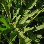 Diplotaxis tenuifolia Leaf