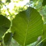 Alnus incana Fulla