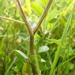 Trifolium squamosum Corteccia