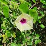 Ipomoea spathulata Kukka