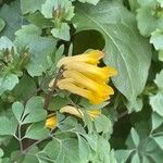 Pseudofumaria lutea Kukka