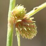 Cyperus subsquarrosus Fruit