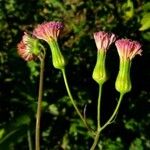 Emilia coccinea Fleur